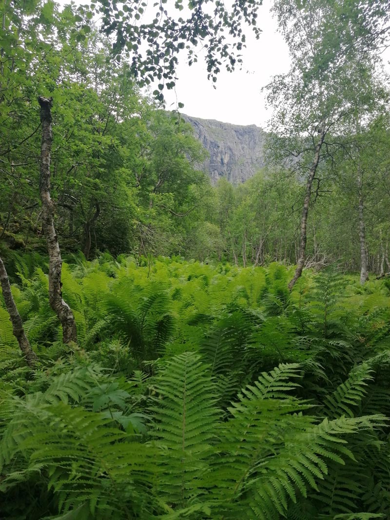 Hike-from-Grovdalen